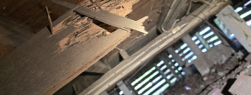 Termite damage to subfloor timber